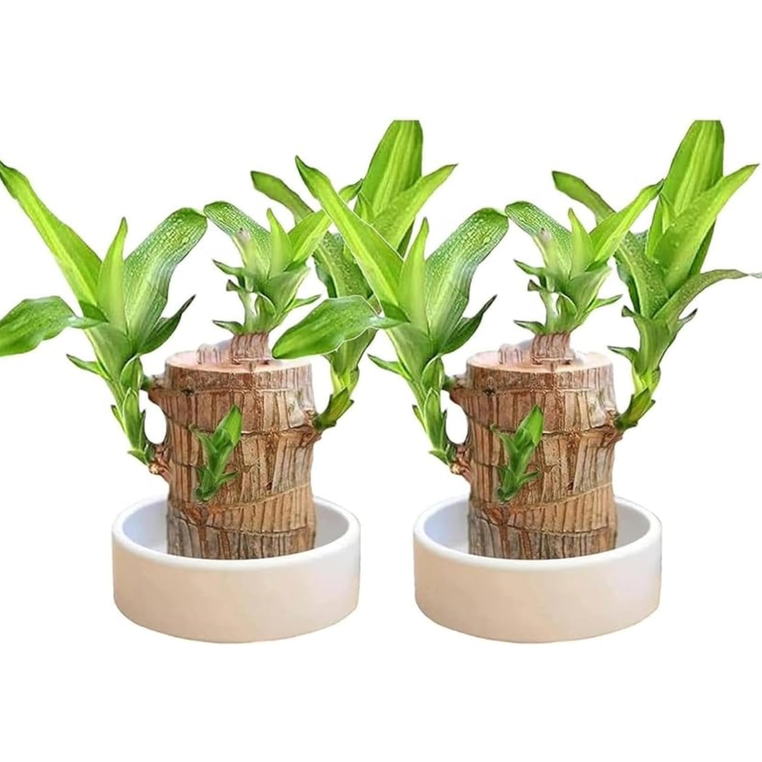 Fresh Organic Agrotech Lucky Brazil Wood Potted Plant Live Stick Home Office Decoration Original Brazilian Wood Stick Without Glass (Pack of 2) (B0DG937JSL) Amazon Price History, Amazon Price Tracker