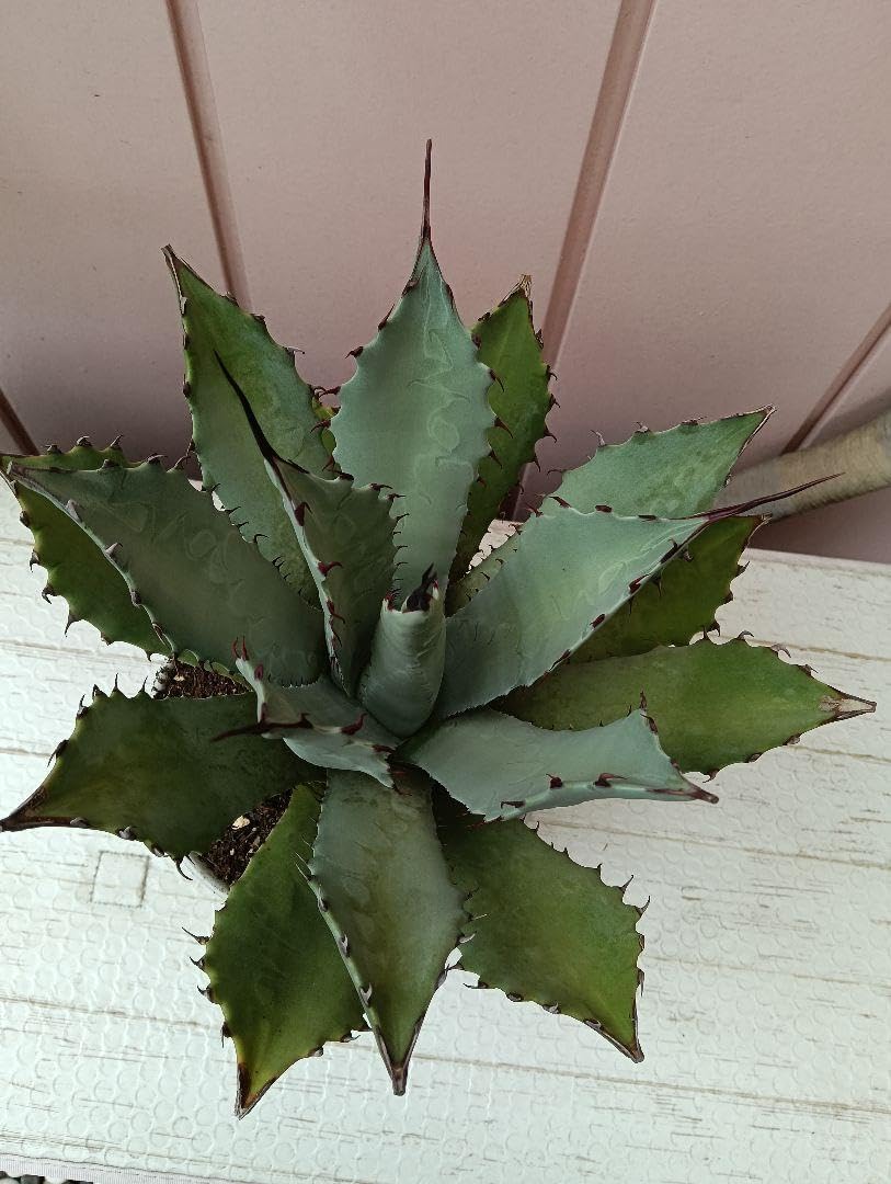 み*ん様 hidden agaveチタノタパラサナハイブリッドアガベ 抜き苗 み*