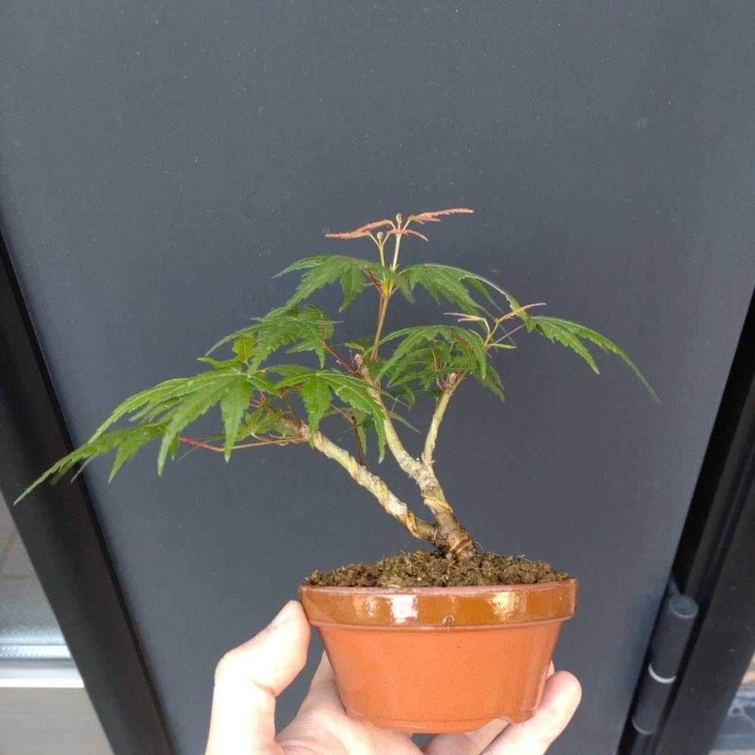 ヤマモミジ 山もみじ 小品 盆栽 素材 亦盆栽」小品盆栽 逸品 山紅葉