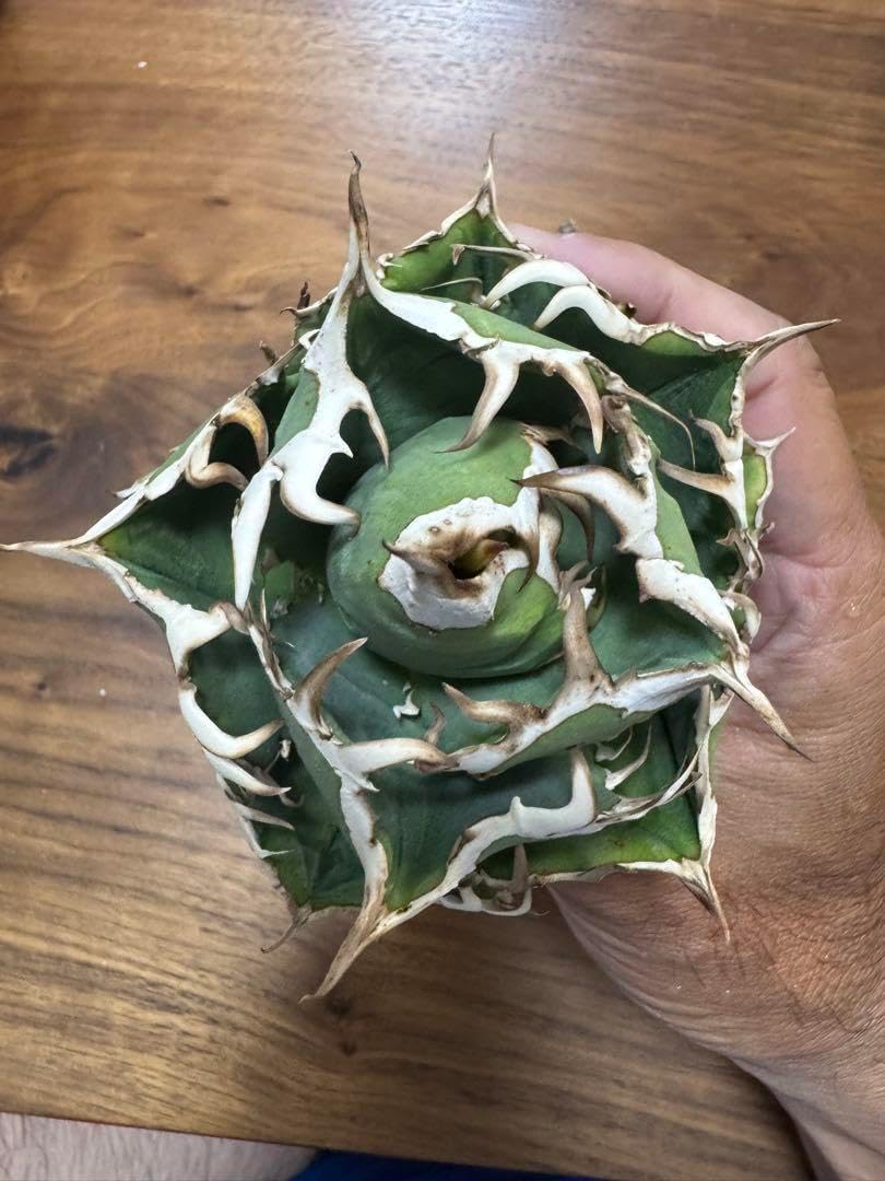 アガベ COK コック 追星 子株 １個 未発根 アガベ COK コック 追星 子株 1個 未発根 アガベ チタノタ cok