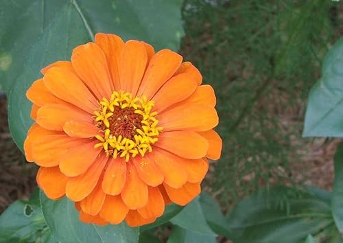 250 Orange Classic Zinnia Elegans (Zinnia de hoja estrecha/Zinnia rastrera) Semillas de flor