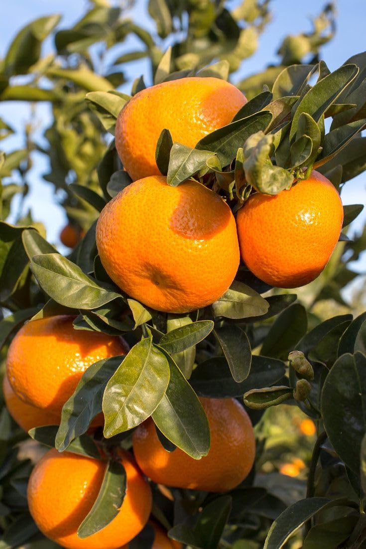 See full amazon price history chart for Orange Kinnow Mandarin (Grafted) - Fruit & Tree (Pack Of 1) Healthy Orange Fruit Plant Orange Kinnow Mandarin (Grafted) - Fruit & Tree (Pack Of 1) Healthy Orange Fruit Plant (B0CR7BYSGL) Amazon Price History, Amazon Price Tracker