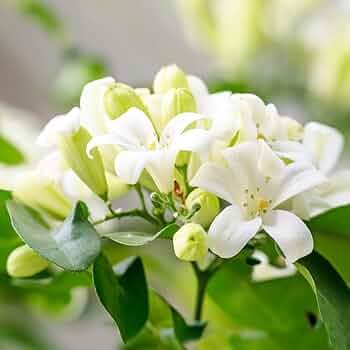 シルクジャスミン　リビングサイズ　８号　高さ115ｃｍ 61bAGkoFezL._UF350,350_QL50_.jpg