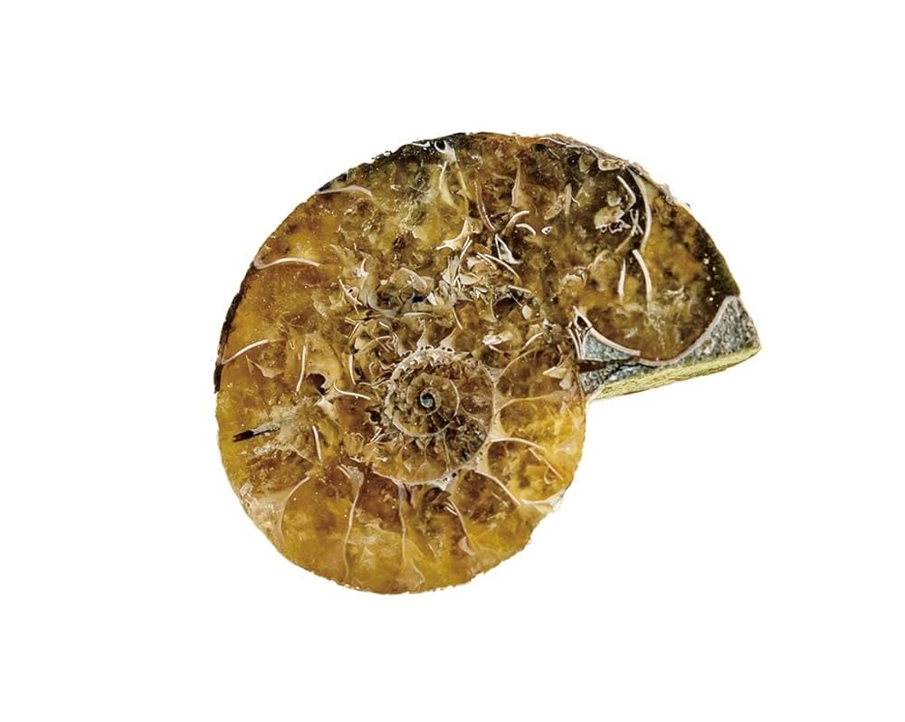 イグアノドンの化石　アンモナイトの化石　恐竜の本　3点セット イグアノドンの化石 アンモナイトの化石 恐竜の本 3点セット