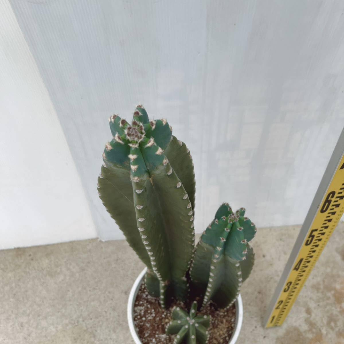 Amazon.co.jp: 多肉植物 柱サボテン 3本植え 8号プラコッタ鉢受け皿 Amazon.co.jp: 多肉植物 柱サボテン 3本植え 8号プラコッタ鉢受け皿