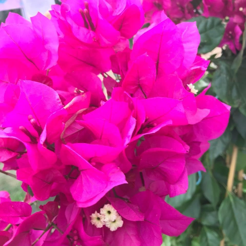 Image of RARE PINK BOUGAINVILLEA LIVE FLOWER PLANT || HEALTHY LIVE PLANT WITH GROW BAG & SECURE PACKING || BEAUTIFUL FLOWER GARDEN DECORATION (PINK)