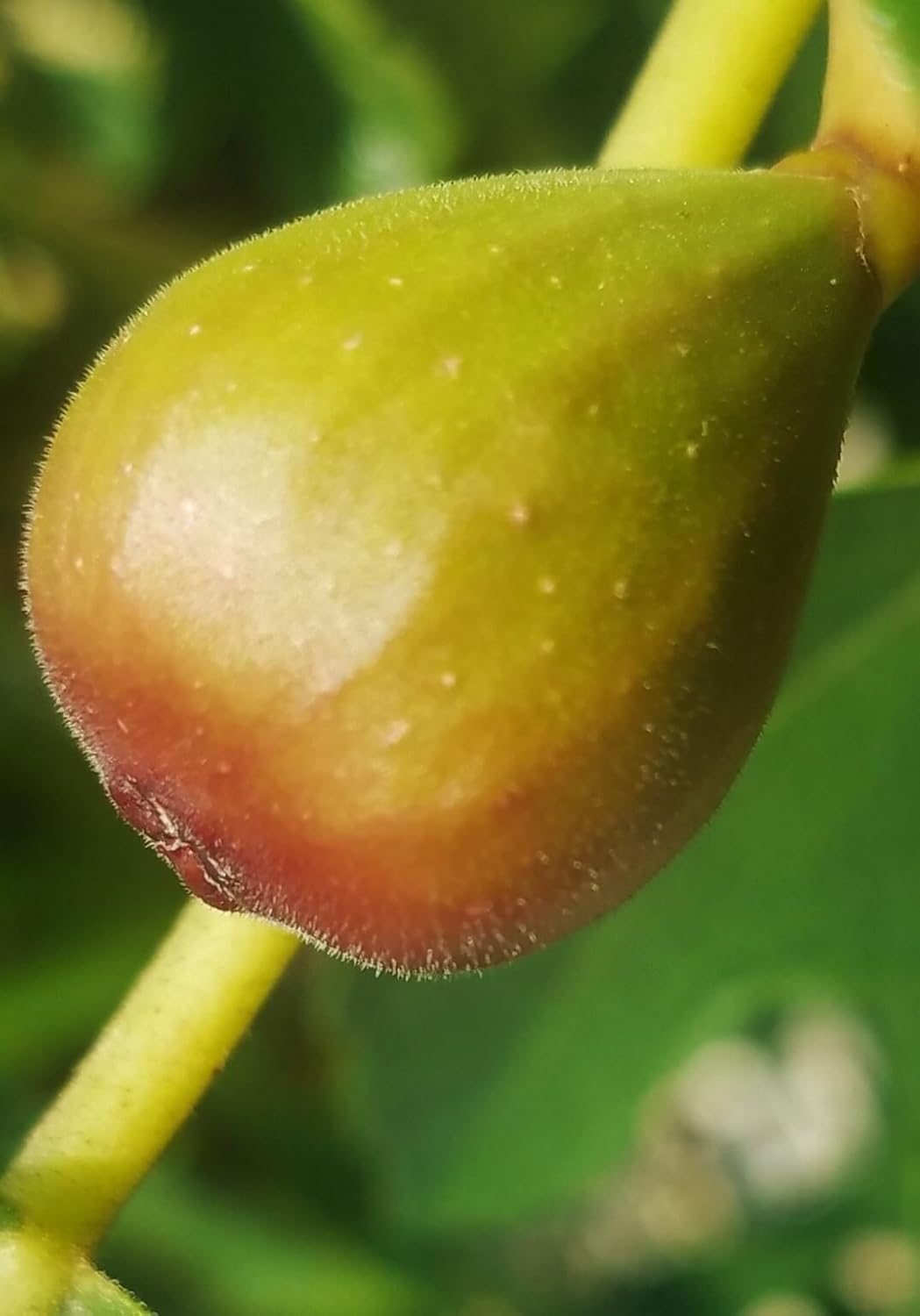 2.5 Quart - ‘Little Miss Figgy’ Dwarf Fig