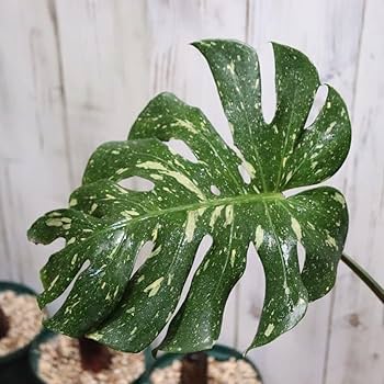 モンステラ34 斑入　レガシー　デリシオーサ　大株葉付き　発根済み モンステラ34 斑入 レガシー デリシオーサ 大株葉付き 発根済み