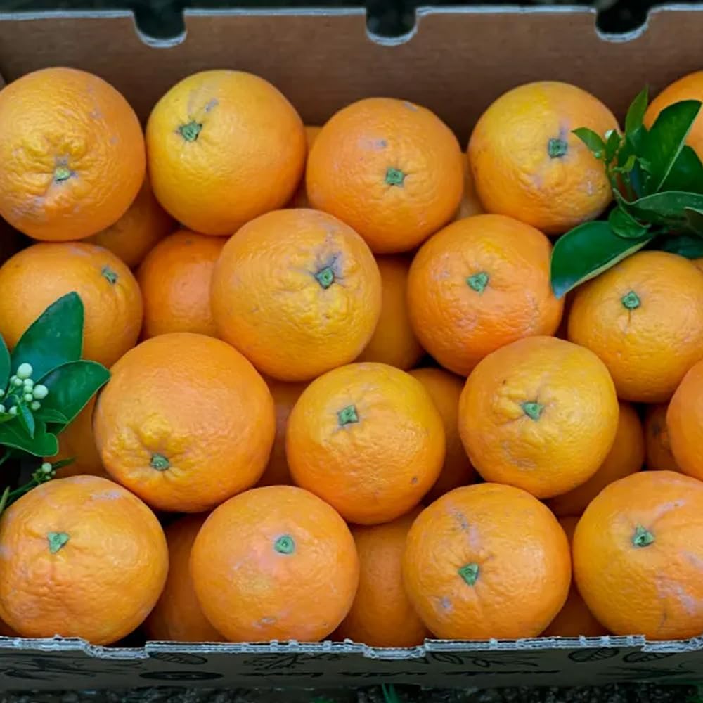 Caja de naranjas de temporada | 4, 9 o 15kg. Comprar naranjas cultivadas de forma sostenible en Castellón (España) y directas del agricultor a tu casa (4 Kg)