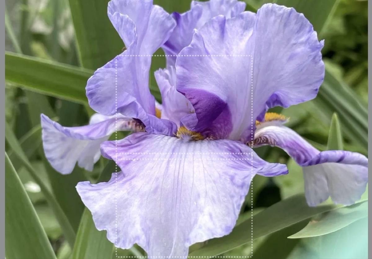 ジャーマンアイリス パープル絞り