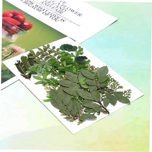 Miniatura 6 de EXCEART 2 piezas de flores secas y hojas en relieve, materiales hechos a mano, especímenes de plantas, suministros de arreglos florales, molde