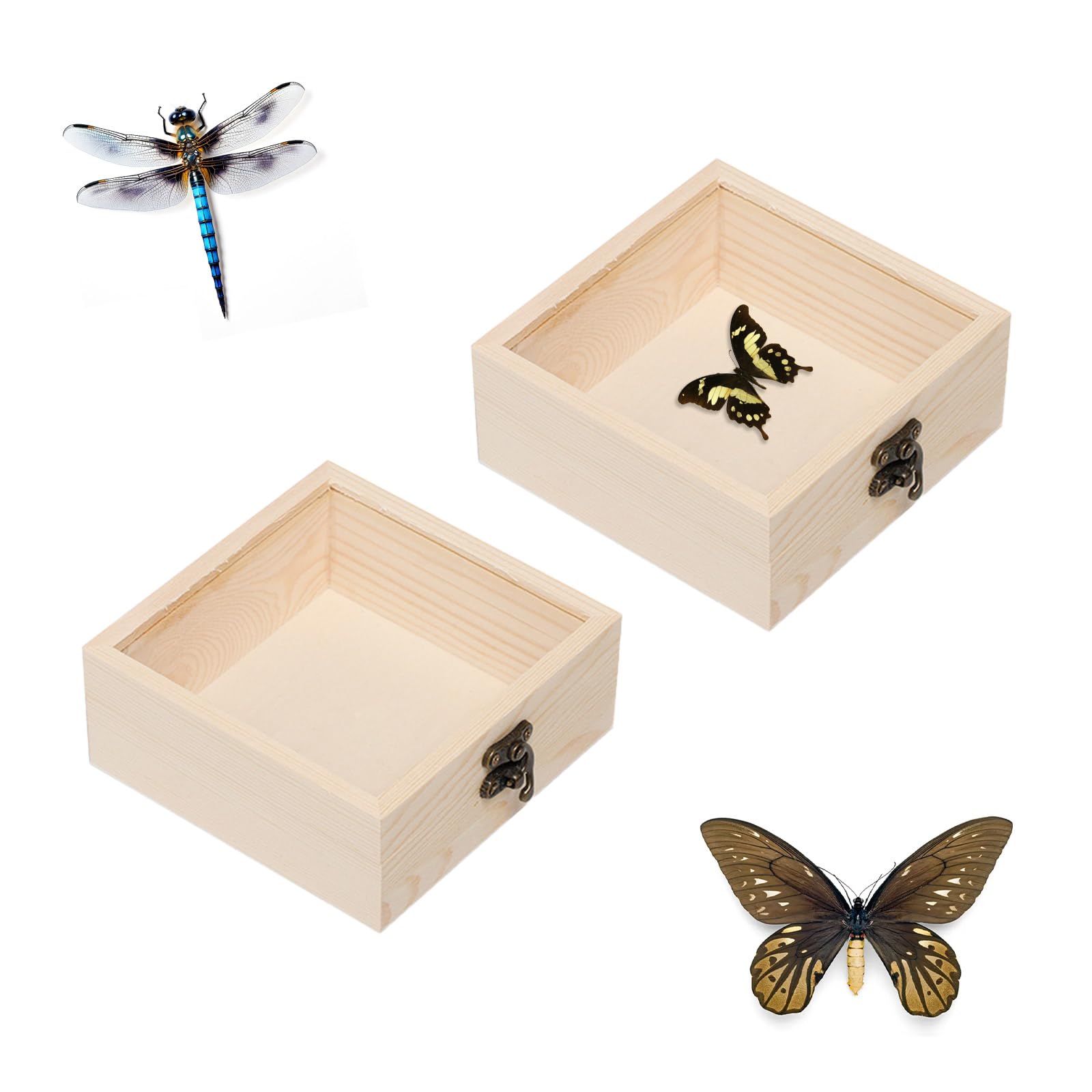 Amazon.co.jp: ADOFUN 標本箱 透明昆虫蝶標本箱 昆虫標本展示ボックス