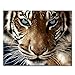Produktbild BOSHUN Malen nach Zahlen DIY Ölgemälde für Kinder Erwachsene Anfänger- Tiger 16x20 Zoll Leinwanddruck Wandkunst Dekoration (Ohne Rahmen)
