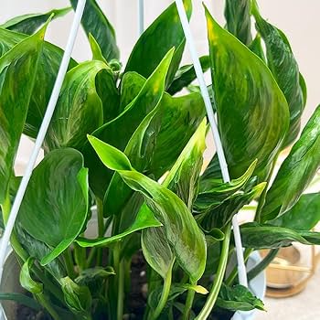 【観葉植物】ポトス　テルノシャングリラ　鉢ごと flower-net_z210519101