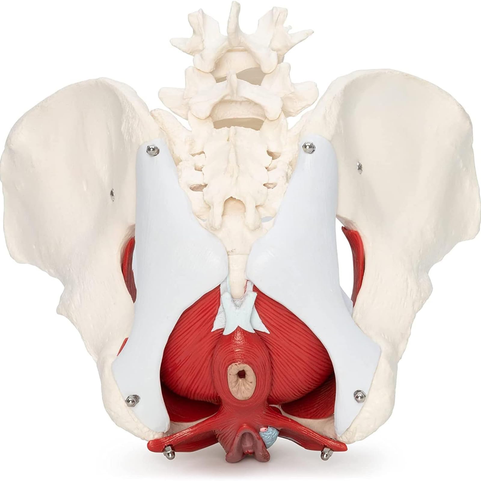 Anatomiczny Model Gleby Miednicy, Model Anatomiczny Kobiecej Struktury Miednicy, Żeńska Podłoga Miednicy, Wyjmowane Narządy Anatomiczne Mięśnie Gleby Miednicy
