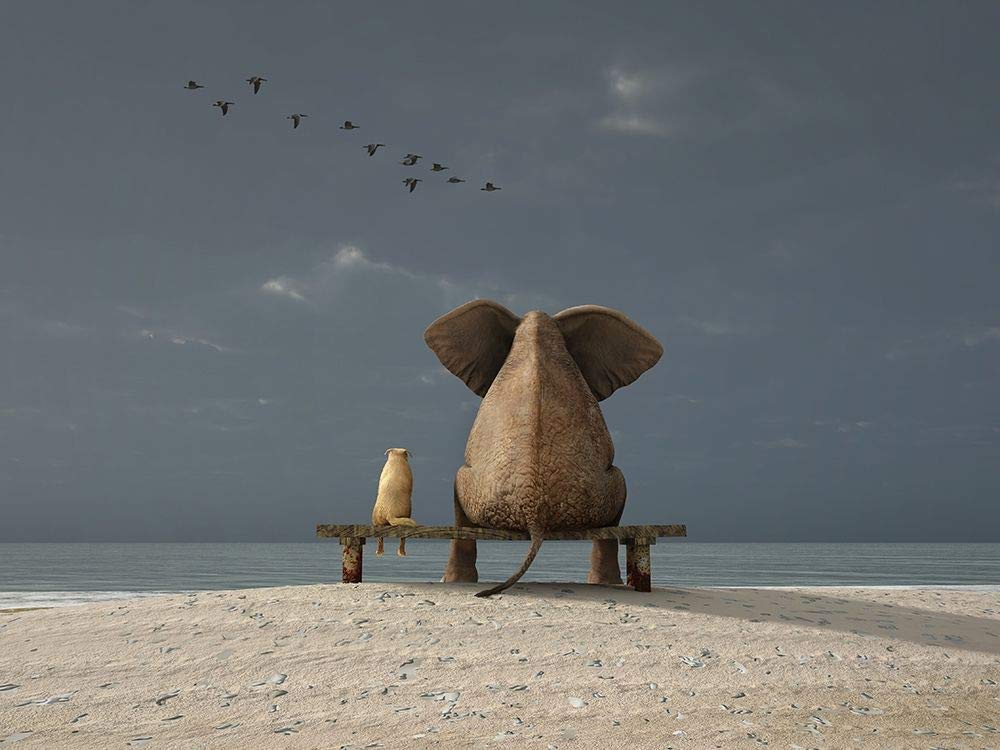 Feeling at home Solidarieta STAMPA su CARTA OPACA 220gr Anonymous - Animali orizzontale Immagine d'arte x cornice cm_44_X_60