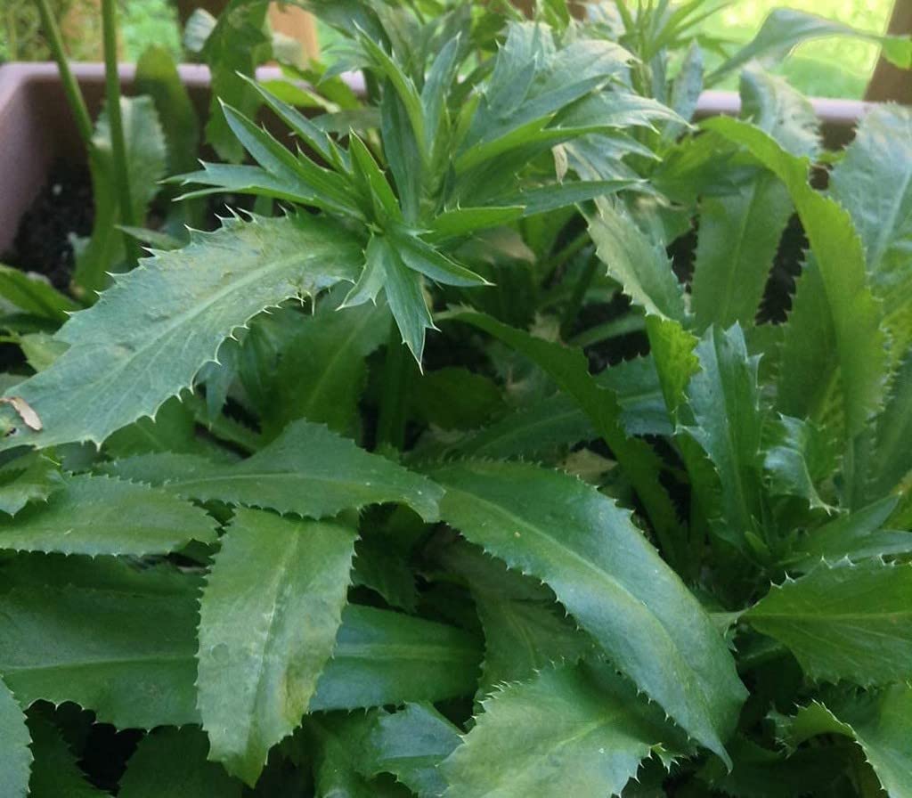 See full amazon price history chart for Creative Farmer African Malli (Eryngium Foetidum) Long Coriander Herbal Live Plants Medicinal Healthy (Healthy Live Plant) Creative Farmer African Malli (Eryngium Foetidum) Long Coriander Herbal Live Plants Medicinal Healthy (Healthy Live Plant) (B09SD65QX7) Amazon Price History, Amazon Price Tracker