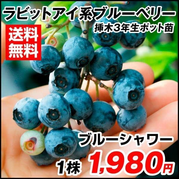 ブルーベリー 苗木 苗 ブルーシャワー 挿木3年生苗 1株 ラビットアイ系 ブルーベリーの木 果樹苗 国華園 22年秋商品 品質が完璧 ブルーベリー 苗木 苗 ブルーシャワー 挿木3年生苗 1株 ラビットアイ系 ブルーベリーの木 果樹苗 国華園 22年秋商品 品質が完璧