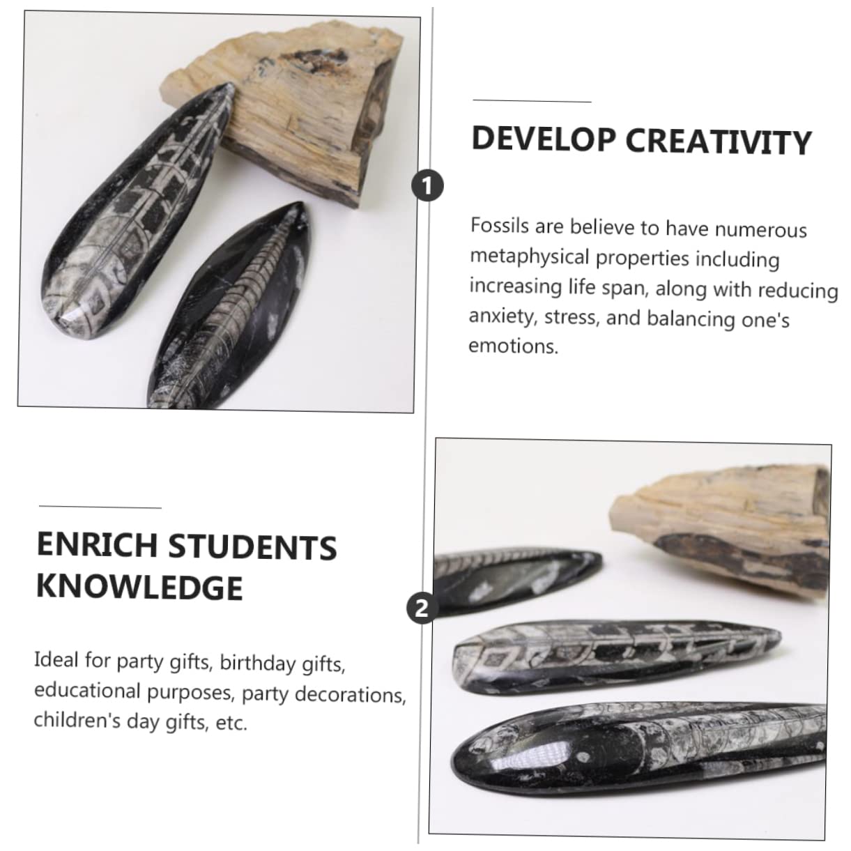 Mikikit Fossile Orthoceras Nero di Dimensioni Grandi in Minerale, Esemplare Didattico per Paleontologia, Materiale Educativo per Laboratorio e Decorazione Desktop