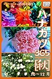ハナカツ365 [秋] 10～12月 (impress QuickBooks)