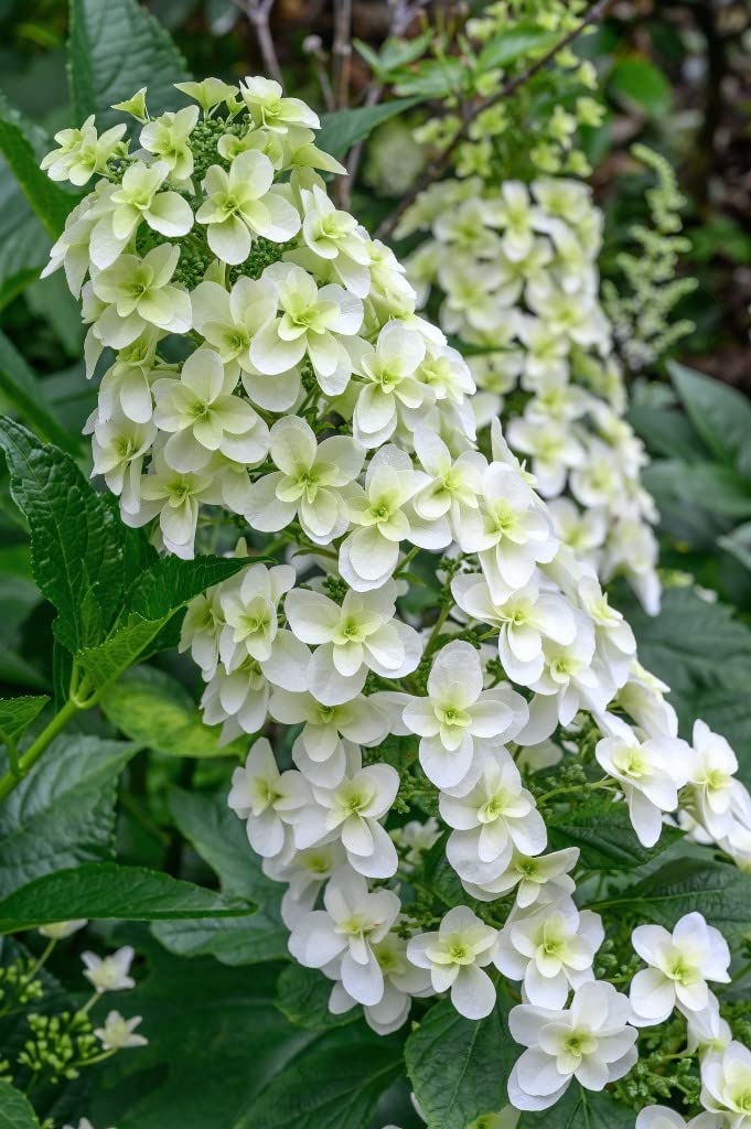 Hydrangea White Potted Plant Hardy Shrub, Snowflake with Conical Flowers, Supplied as 1 x 12cm Hydrangea Snowflake Pot by Suttons (1 x 12cm Hydrangea)