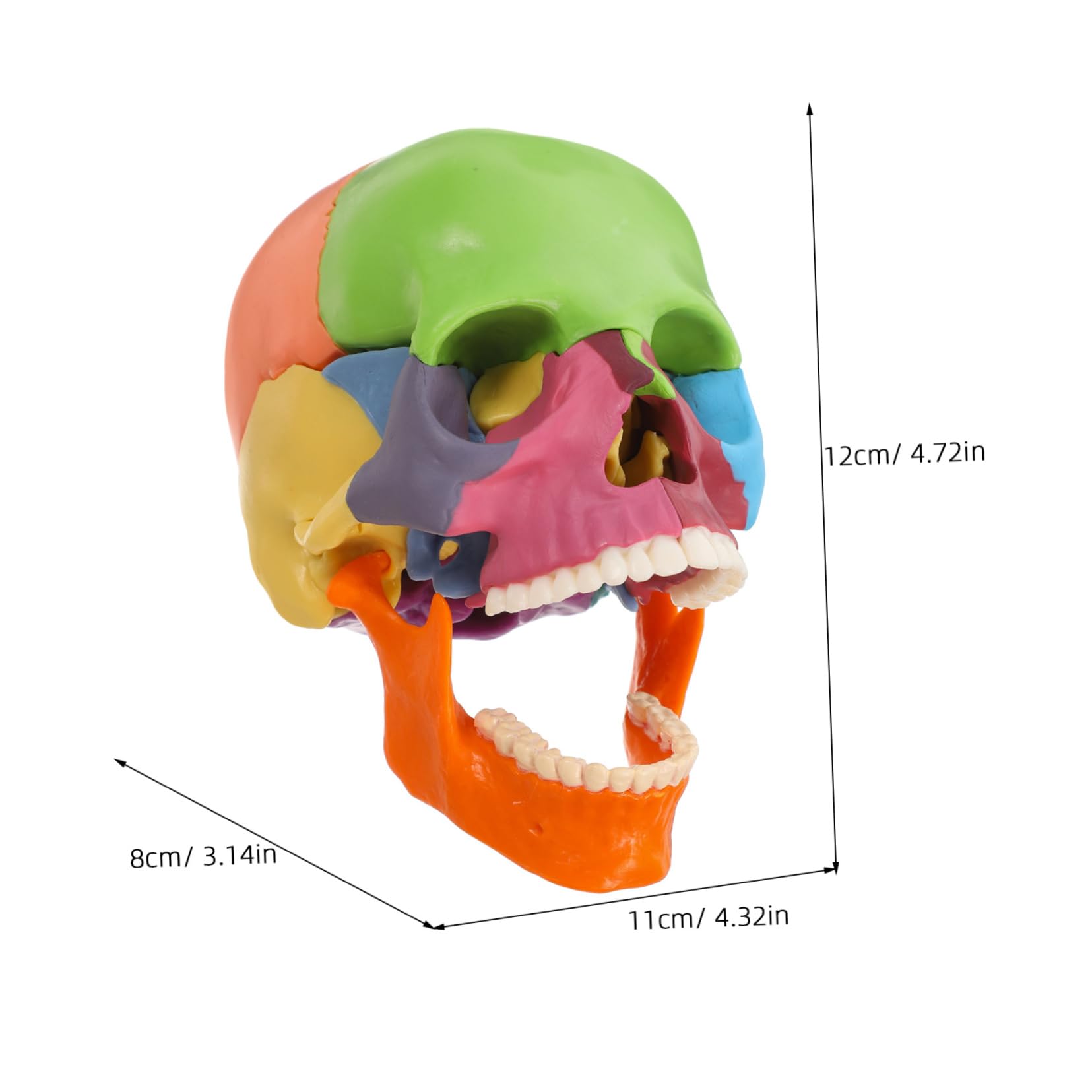 Model czaszki anatomiczna pomoc dydaktyczna ze zdejmowanymi częściami, kolorowe narzędzie edukacyjne do studiów anatomii i fizjologii w klasie