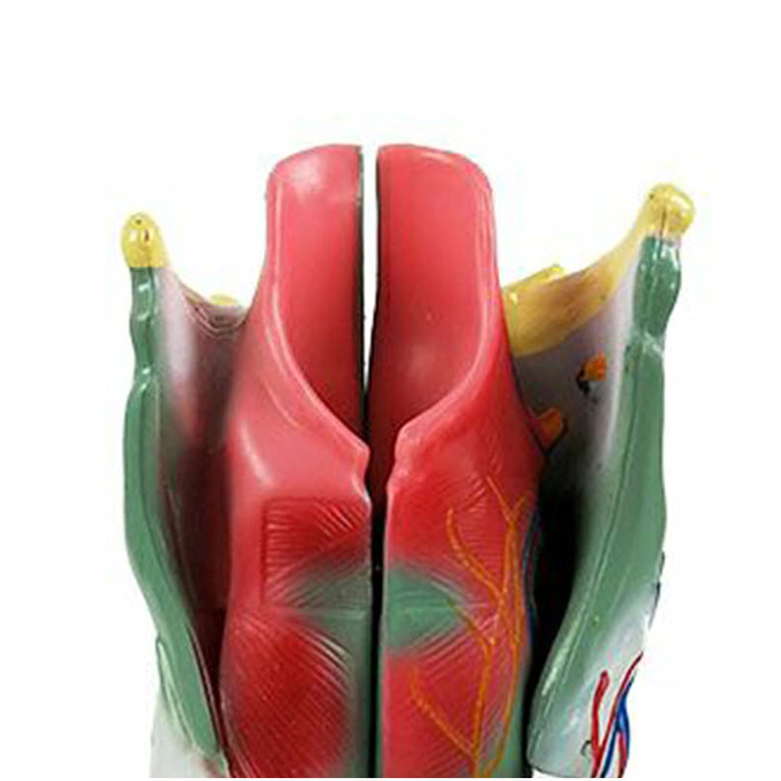 Model Gardła Ludzkiego Larynx Anatomiczny Model Ludzkiej Jamy Nosowej Model Anatomii Gardła Medyczne Materiały Dydaktyczne Narzędzie Do Nauki