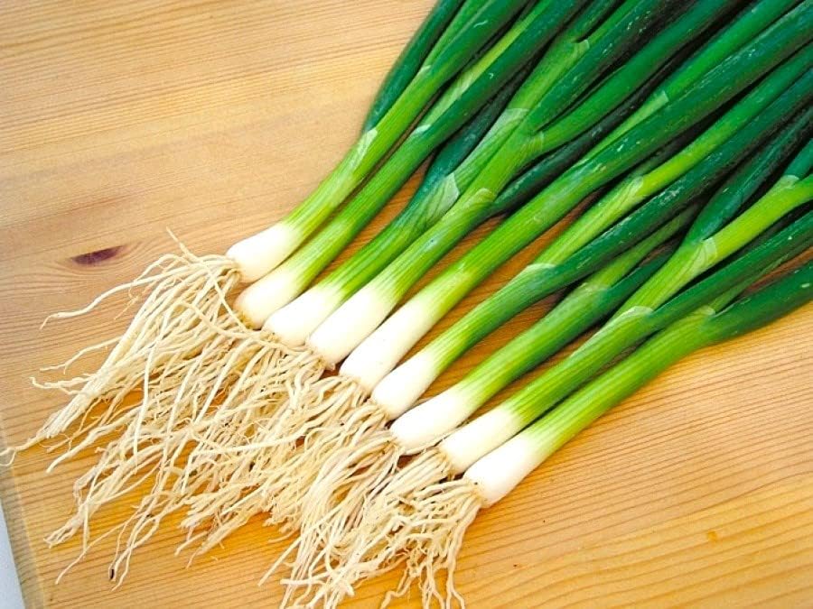 Miniatura 6 de Semillas de cebolla verde en agrupamiento de cebolletas alrededor de 250 semillas sin OMG para plantar