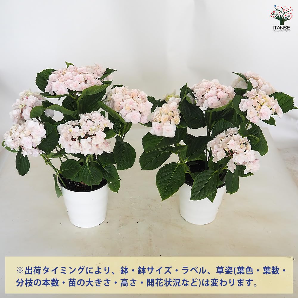 Amazon.co.jp: ITANSE: アジサイ・ハイドランジア