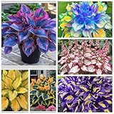 Resistente al frío -/ Hosta Rizoma -/ Vertical -/ Decoración paisajística de terraza de jardín -/ [CXXFGFT].-6 Rizoma-A