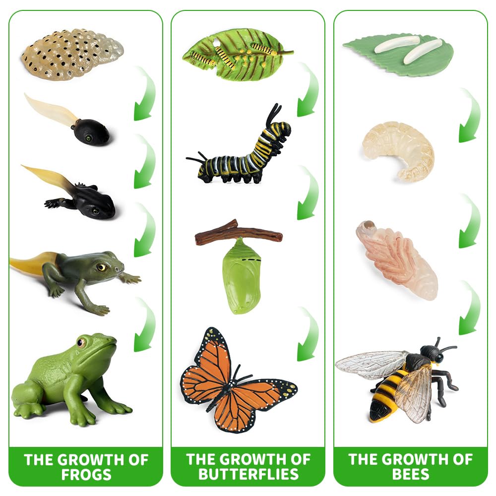 Set 13 Figurine Ciclo di Vita Animali, Farfalle, Api & Rana, Giocattoli Educativi Montessori per Bambini 3+, Kit Didattico per Progetti Scientifici e Scolastici