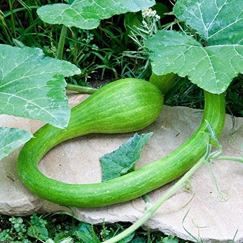 Amazon.com: Climbing Zucchini,100 Seeds Trombocino,Rampicante, Italian ...