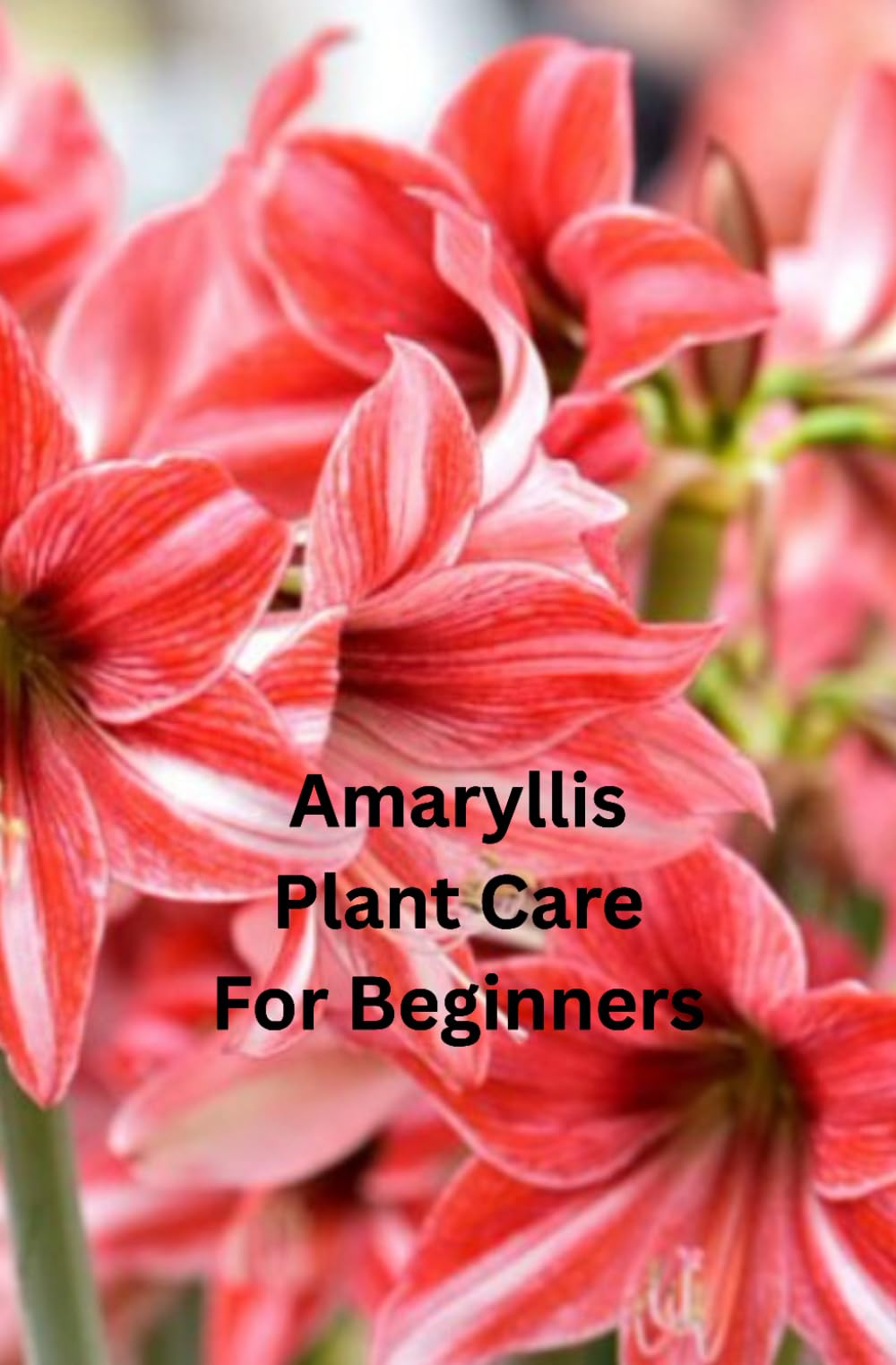 Amaryllis Plant Care For Beginners: An Easy, Friendly Guide to Growing Gorgeous Amaryllis Plants