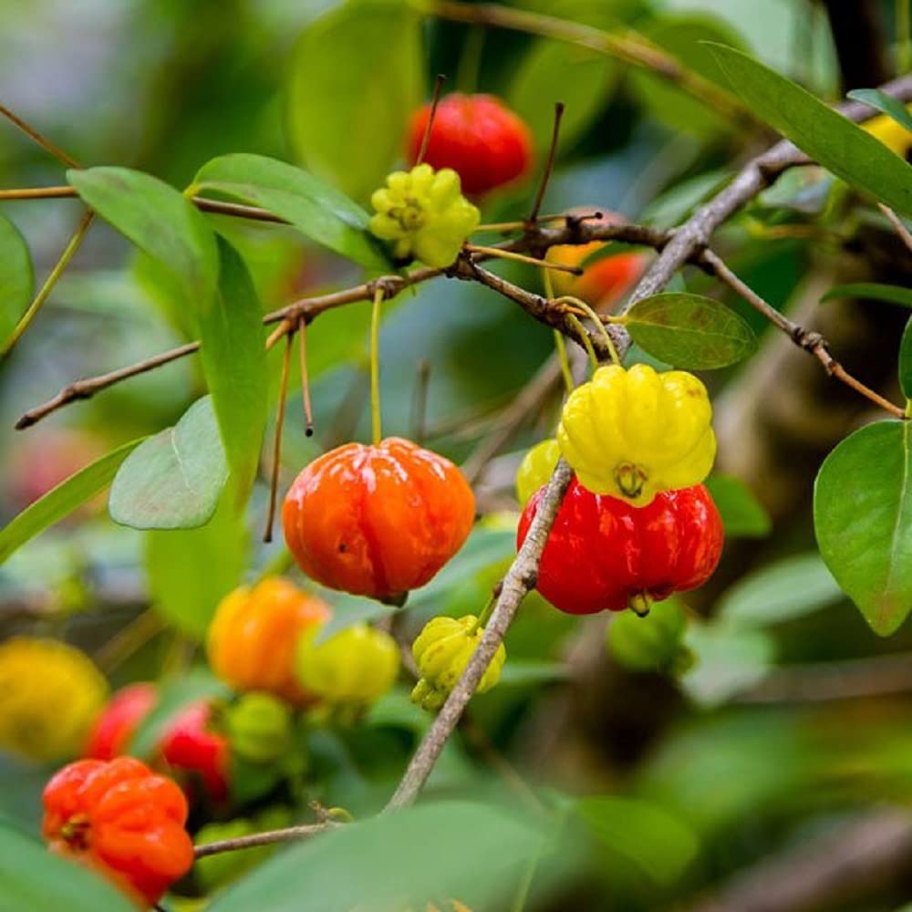IXORA Surinam Cherry Cherries Variety Fruit (Air Layering/Grafted) Live Plants & Tree (1-2 Feet Size) (B0BNLPRXR3) Amazon Price History, Amazon Price Tracker