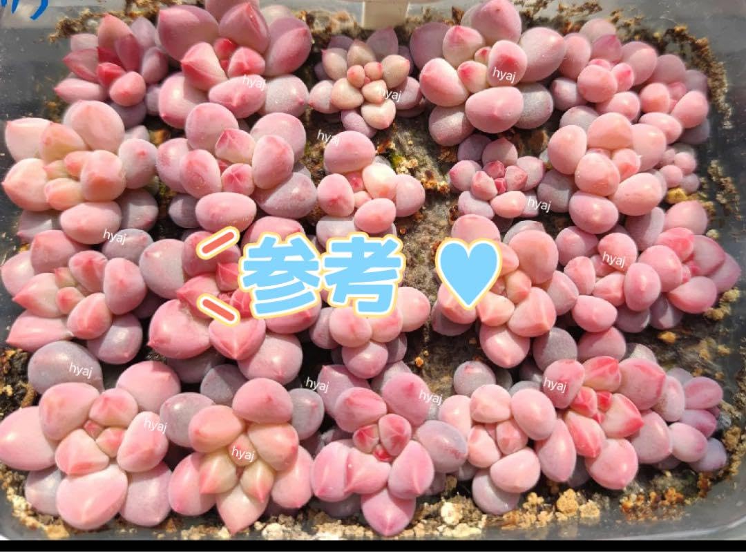Amazon.co.jp: 多肉植物 種子レッドチェリー10粒+α 実生 ぷくぷく 最後