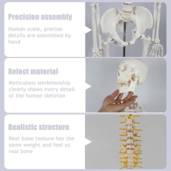 Human Spine Model with Vertebrae Nerves Arteries and Pelvis with Stand Anatomical Skeleton Spine Model for Teaching Study and Classroom Display