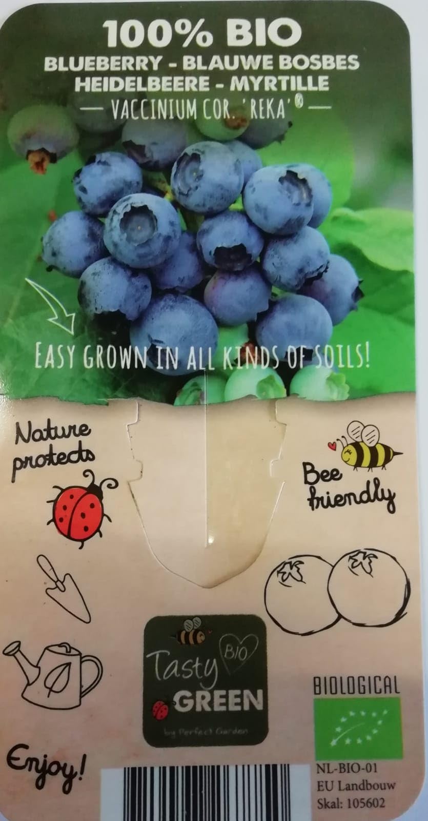 PIANTA DI MIRTILLO GIGANTE AMERICANO VAR. " REKA®" 100% BIOLOGICA (3 piante)