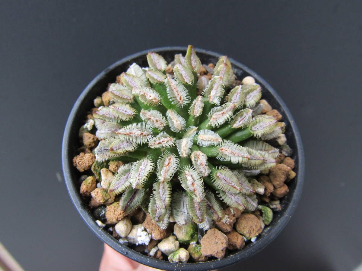 Amazon.co.jp: サボテン 種子 ベルソルディ 牡丹の舞 Mammillaria