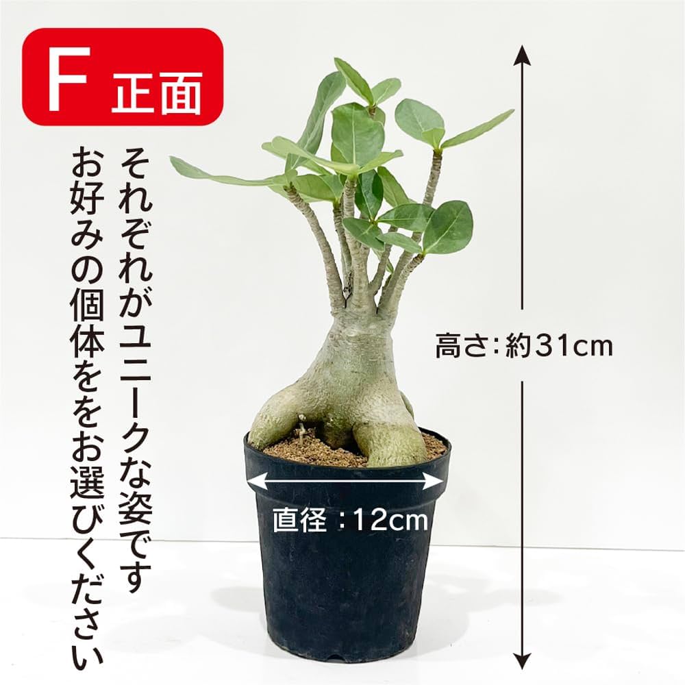 油彩画 アデニウム Amazon｜観葉植物 アデニウム アラビカム (F) 砂漠のバラ 天空の
