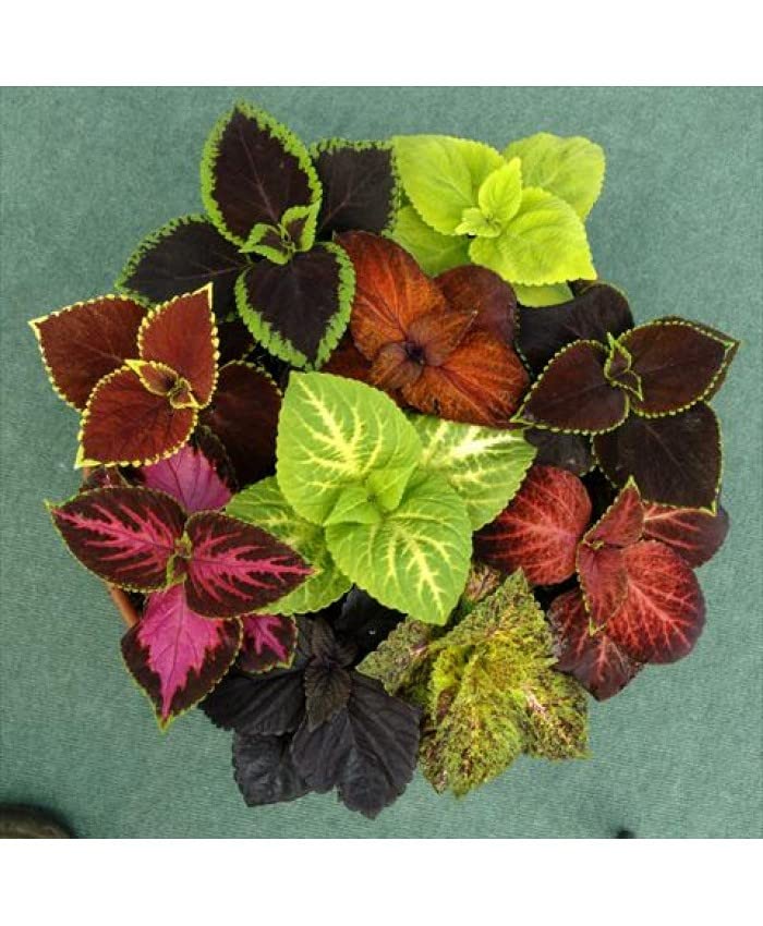 Golden Hills Farm Coleus Flower Seed, Dwarf Rainbow Mixed Multicolour 100-302 seeds (B0BNKWZ58D) Amazon Price History, Amazon Price Tracker