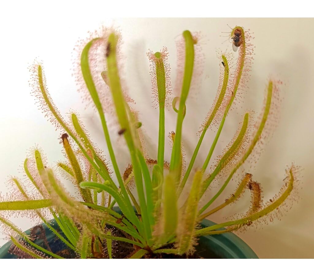 Garden Center Shop | Drosera capensis alba M12 | Planta Carnívora ‘Rocío del Sol’ | Fácil de Cultivar en Interior | INCLUYE GUIA DE CUIDADOS