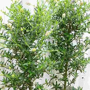 Amazon | カリフォルニアライラック セアノサス 全高70cm 苗木 6