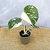 Product Photo 4