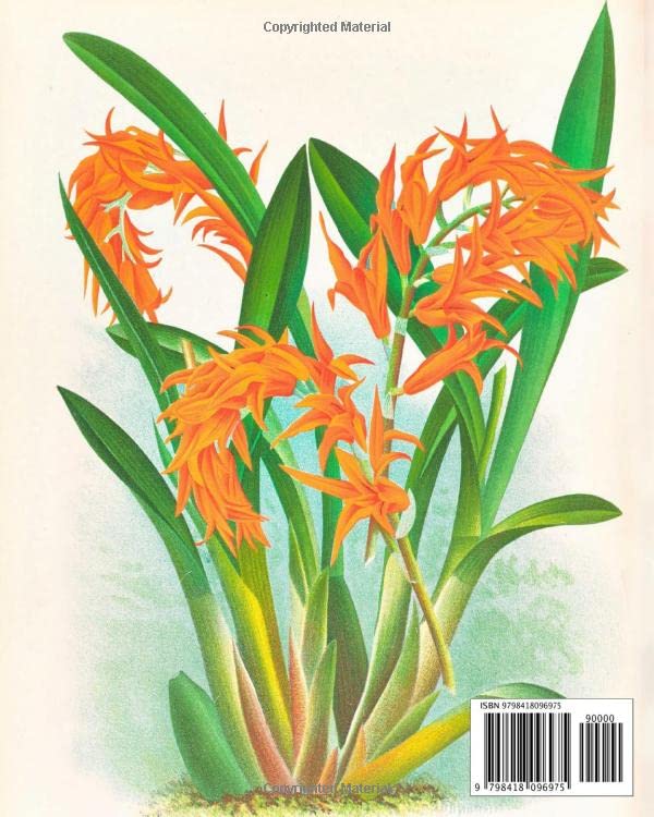 Planches Botaniques Orchidées Anciennes Linden, Souvenirs de la Nature Rétro
