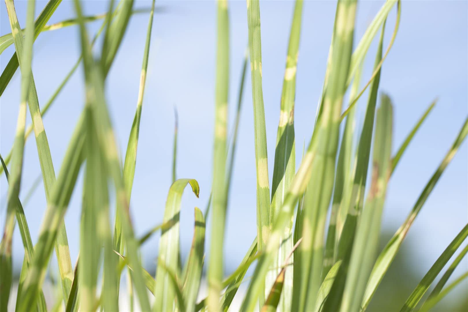 Miscanthus sinensis 'Strictus' – Winterhart, Mehrjährig, Pflegeleicht – Zebragras – Ziergras für Beet & Kübel