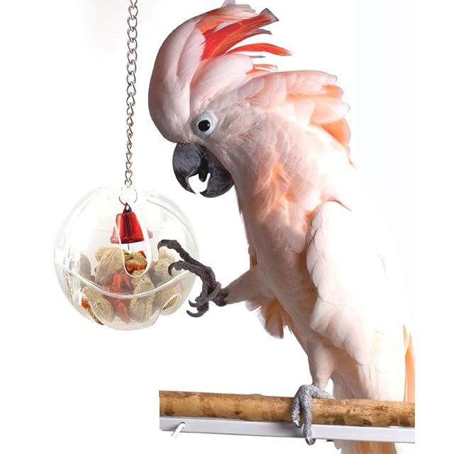 Foto 5 de 6 de Ruluti Loros Aves Alimentador Alimentación Alimentación Bola De Forrajeo De Juguete con Cadena Colgante…