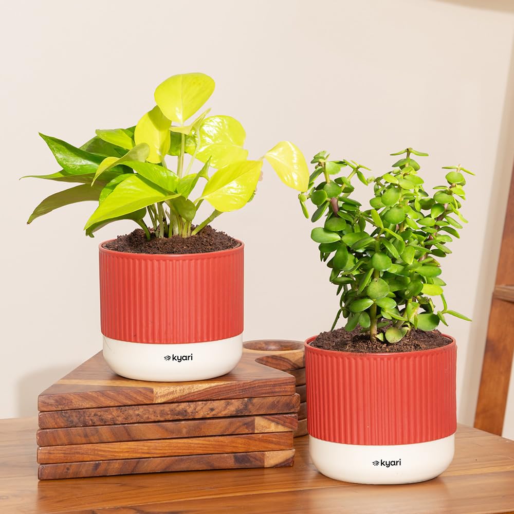 Lucky Jade & Golden Money Plants - Self Watering Pots -1