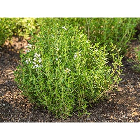 Common Compact Thyme Herb Plants in Pots Cover