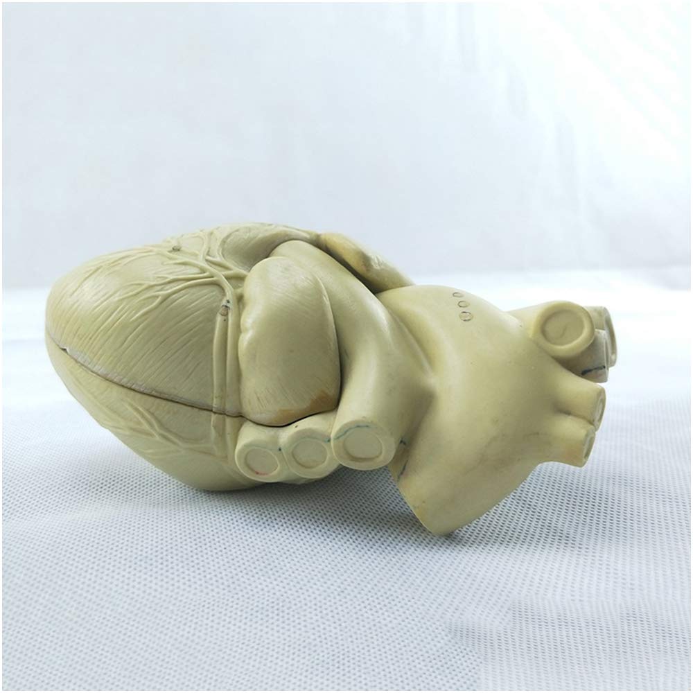 Modele medyczne ludzkiego serca , Modele medyczne anatomiczny ludzkiego serca , Modele medyczne anatomiczny ludzkiego organu Modele medyczne serca , materiał PCW , do prezentacji nauczania modelu medycznego, odniesienia do sztuki