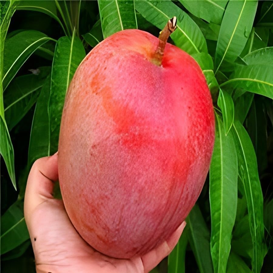 Image of Miyazaki Mango Grafted Hybrid Live Plant, Pack of 1 | Plant 1.5 Feet Height, Healthy Fruit Plant, For Home Garden